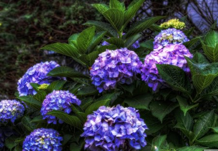 Purple Hydrangea - hydrangea, plant, purple, flower