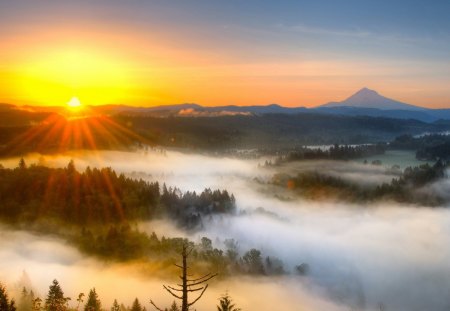 wondrous morning mist - forest, mist, morning, valley