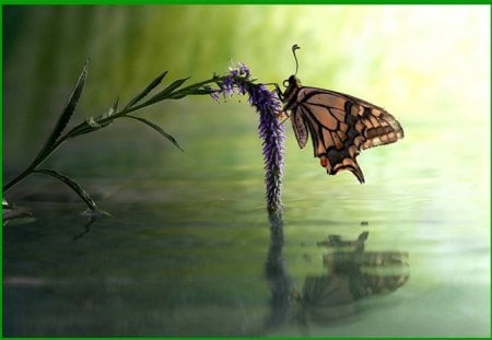 REFLECTION - papillon, brin, plante, eau