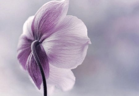 Softness - purple, beautiful, soft, photography, flower