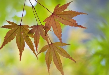 Shades of Autumn - nature, autumn, landscape, photography, beautiful, leaf