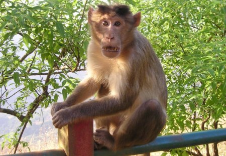 Monkey Pauses - still, trees, animal, monkey