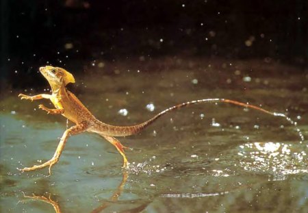 Lizard On The Water - lizard, animal, water, reptile