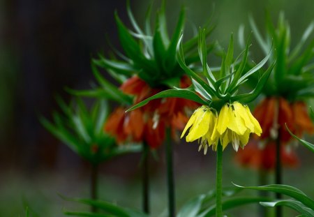 *** Imperial Fritillaria *** - kwiaty, szachownica, cesarska, natura