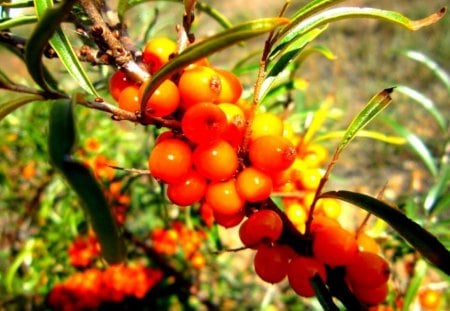 ~sea buckthorn~ - buckthorn, yellow, trees, sea