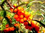 ~sea buckthorn~