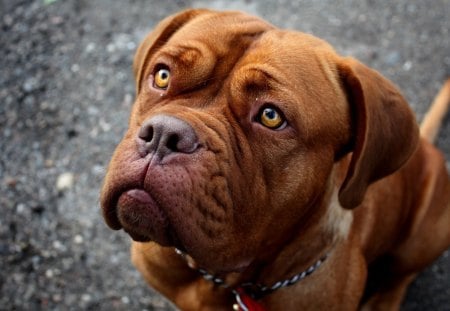 *** French Mastiff *** - zwierzeta, psy, brazowy, pies