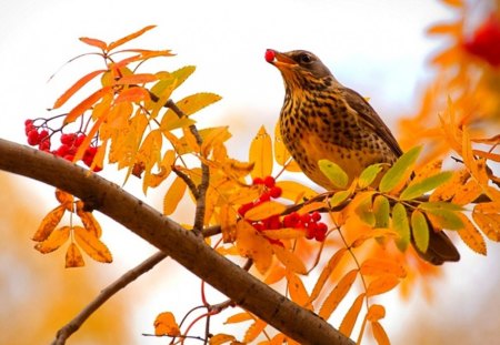 ஐ BIRDஐ - bird, a, hawthorn, cute, in, tree