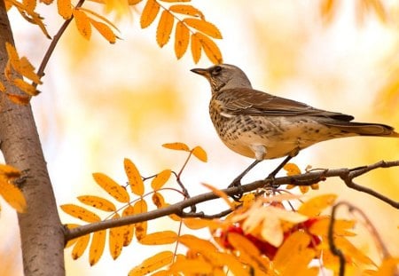 à®â¤ à® - leaves, yellow, bird, beauty