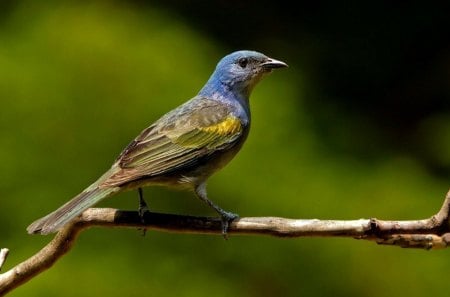 à® BLUE BIRDà® - bird, tree, color, blue, green