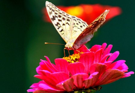 à®Butterflieà® - flower, butterflie, nectar, pink