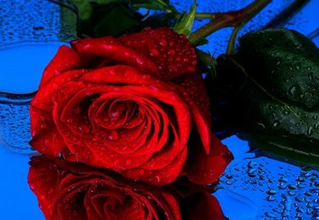 â€ReD RoSeâ€ - water, one, rose, red