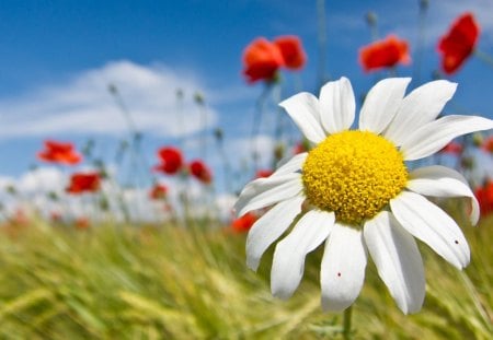 *** Flowery Field *** - kwiaty, natura, pole, rumianek