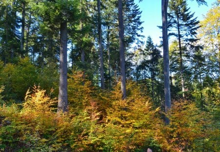 Autumn - colours, trees, leaves, sky