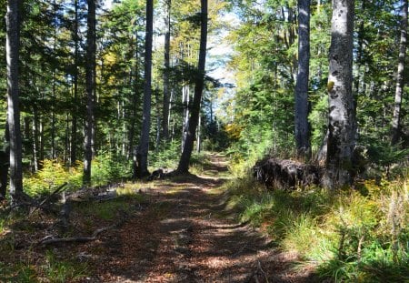 A walk in the forest - treees, sunrays, colours, autumn