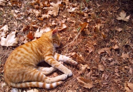 Autumn yellow cat sleeping more - yellow cat, autumn, many dry leaves, like sleeping