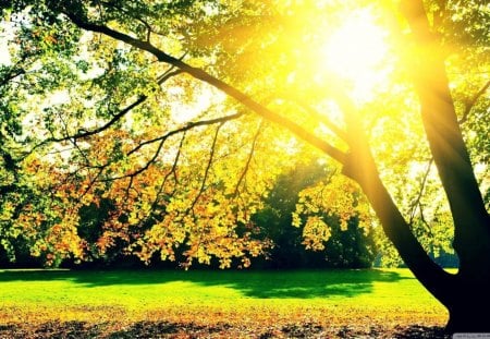 Autumn Sunrise - sunrise, yellow, tree, autumn