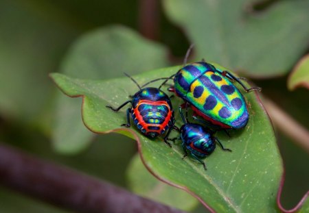 Three generation - three, bugs, leaf, colored, leaves, generation