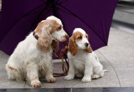 Under my umbrella - purple, cockers, umbrella, cocker