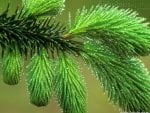 DEW COVERED SPRUCE