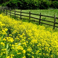 Summer meadow