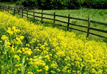 Summer meadow - nice, slope, trees, peaceful, greenery, colorful, countryside, meadow, field, calm, freshnerss, pretty, yellow, green, sunny, grass, fresh, fence, mountain, summer, lovely, serenity, nature, beautiful, flowers