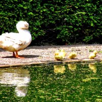 Mother duck with little ones