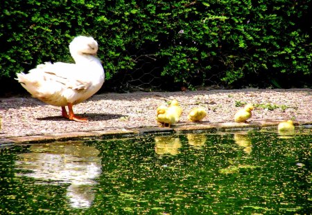 Mother duck with little ones - nice, lakeshore, trees, greenery, water, babies, pretty, yellow, reflection, pond, cute, little, swim, lake, adorable, summer, shore, playing, lovely, serenity, tranquility, ducks, beautiful, animal, sweet