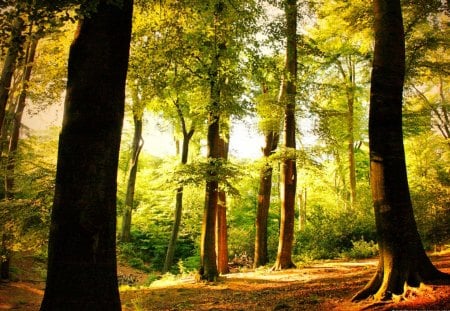 GOOD MORNING SUNSHINE - morning, sunshine, forest, trees