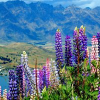 Mountain lupine