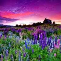 Summer lupins at sunrise