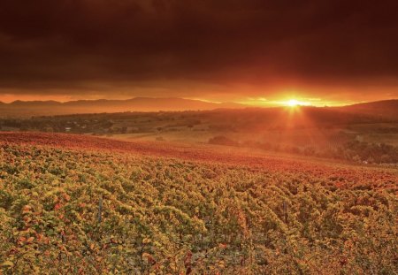 wonderful sunrise over vinyards - hills, vinyards, fields, sunrise