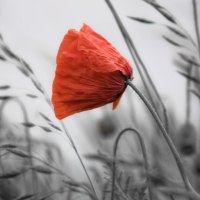 *** Poppy flower ***