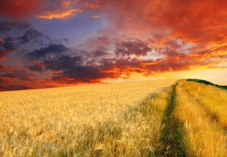 endless wheat field at sunset - clouds, wheat, sunset, fields