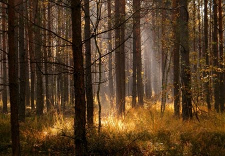 morning - morning, forests, fog, autumn