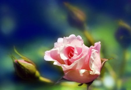 *** Pink Rose *** - kwiaty, natura, roza, rozowa