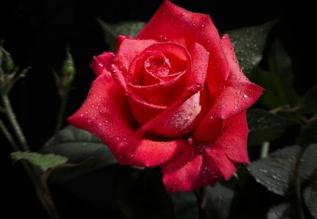 *** Red Rose ***