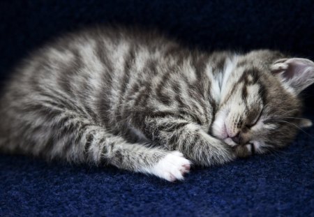 *** Sleepy kitten *** - koty, spiacy, zwierzeta, kotek