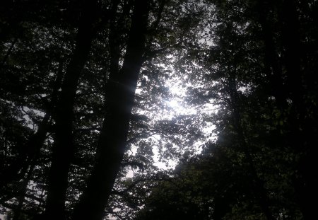 Ray of sun - ray, forest, shadow, nature