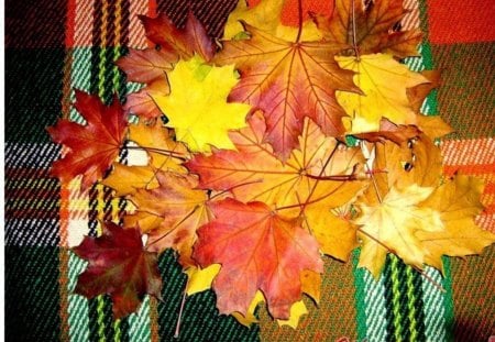 Autumn Leaves - fall, pretty, photo, leaves, photography, nature, autumn, colorful, bulgaria