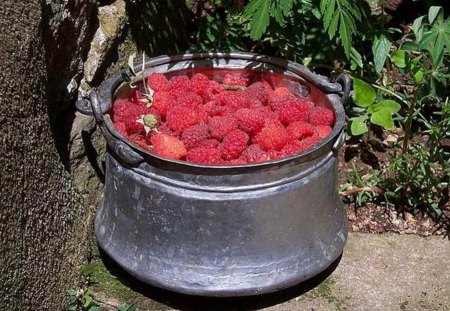 Raspberry - nature, photography, food, fruit, nice, photo, sweet, bulgaria