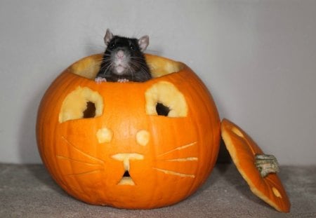 Funny Halloween - rat, pumpkin, funny, ginger, halloween, rodent, orange, animal, mouse, cute, year of the rat