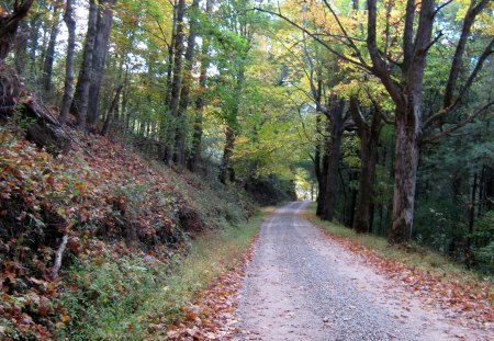 Off The Beaten Path - trees, yellow, brown, gold, grass, leaves