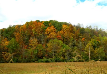 Silence - sky, trees, gold, white, yellow, clouds, red, blue, green