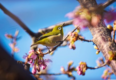 Japanese White Eye Bird - white, eye, japanese, bird