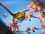 Japanese White Eye Bird