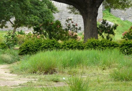 green environment - nature, tree, flowers, grass