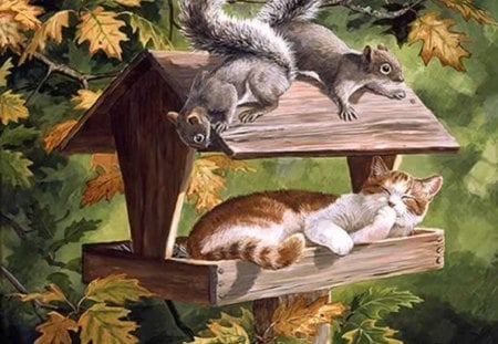 DO NOT DISTURB ! - cat, feeder, squirrel, autumn