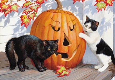 NEED HELP - fall, pumpkin, cat, autumn