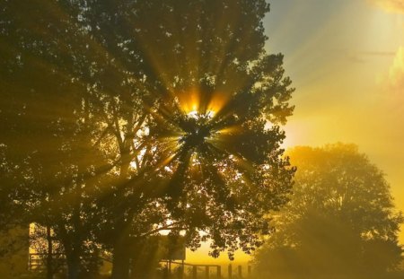 Early Flight - early, tree, sun, flight